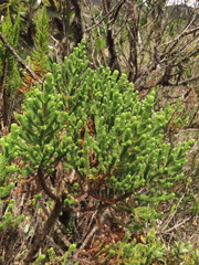 Aragoa cundinamarcensis