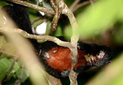 Callosciurus prevostii