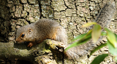 Heliosciurus rufobrachium