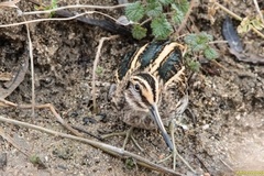 Lymnocryptes minimus