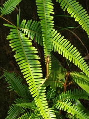 Orthetrum triangulare