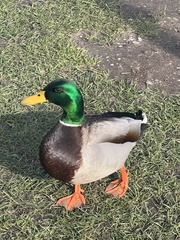 Anas platyrhynchos