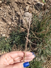 Erysimum cuspidatum