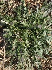 Erysimum cuspidatum