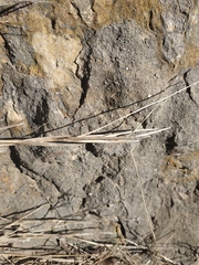 Cleistogenes serotina