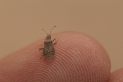 Aufeius impressicollis