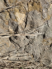 Cleistogenes serotina