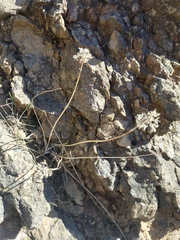 Allium marschalianum