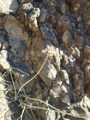 Allium marschalianum