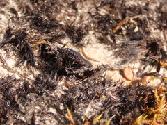 Astylus aulicus