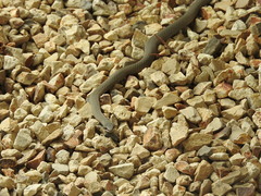 Drysdalia coronoides