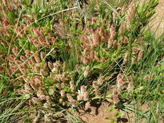 Acalypha glandulifolia