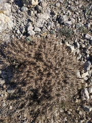 Astragalus arnacantha