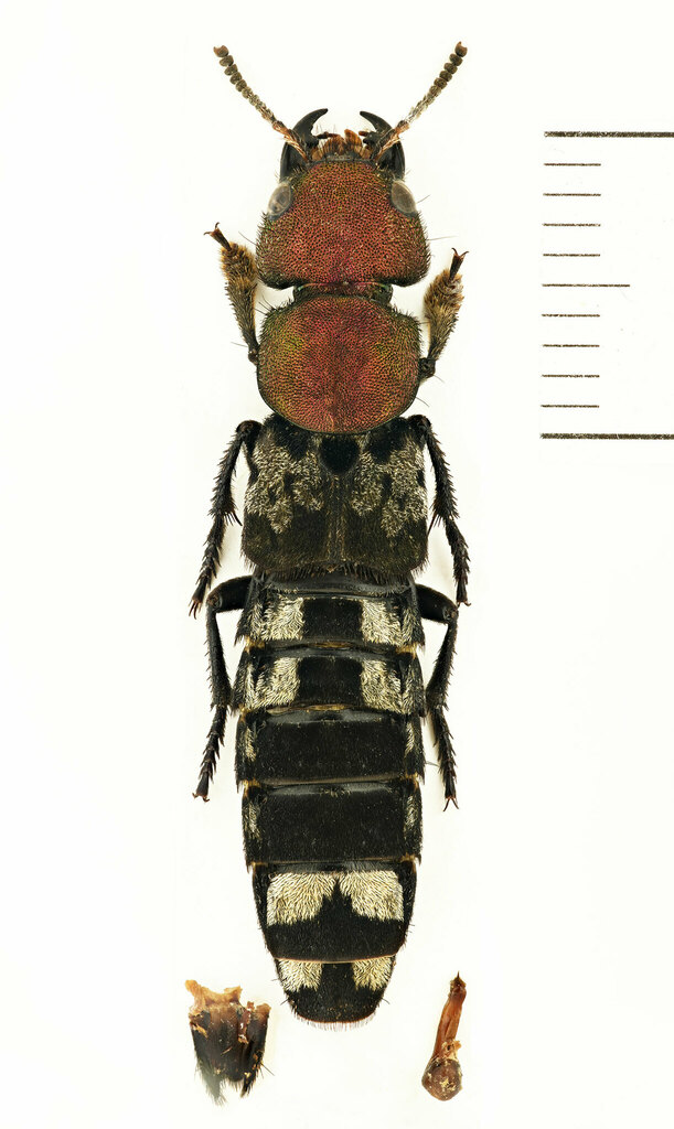 Chitocompsus procerus