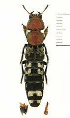 Platydracus procerus