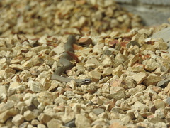 Drysdalia coronoides
