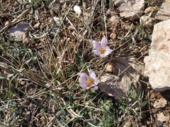 Colchicum triphyllum