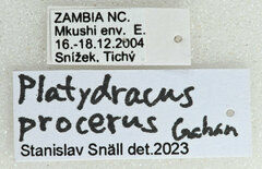 Platydracus procerus