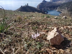 Colchicum triphyllum