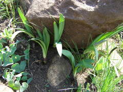 Agapanthus caulescens