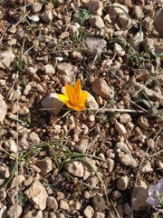 Crocus angustifolius