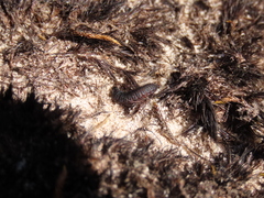 Astylus aulicus