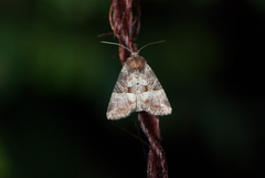Mesoligia literosa