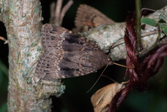 Amphipyra pyramidea