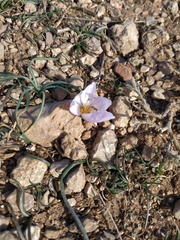 Colchicum triphyllum