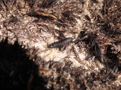 Astylus aulicus
