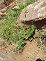 Berkheya speciosa