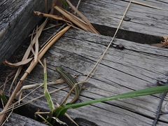 Pseudemoia rawlinsoni