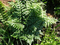 Cheilanthes quadripinnata