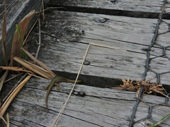 Pseudemoia rawlinsoni