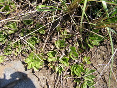 Crassula orbicularis