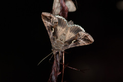 Autographa gamma