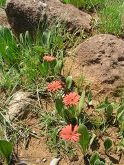 Gerbera aurantiaca