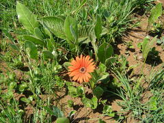 Gerbera aurantiaca