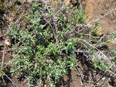 Athrixia phylicoides