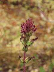 Neobartsia