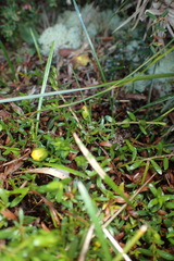 Hibbertia procumbens