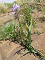 Hypoxis rigidula