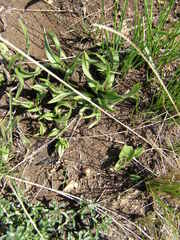 Hypoxis hemerocallidea