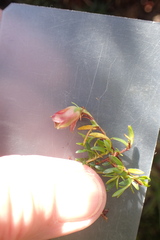 Hibbertia procumbens