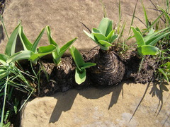 Merwilla plumbea
