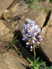 Merwilla plumbea