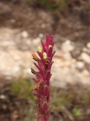 Neobartsia