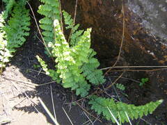 Anemia vestita