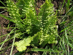 Anemia vestita