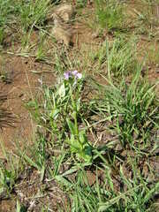 Nemesia denticulata